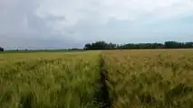Grano duro 2026: strategie di difesa contro oidio e ruggini