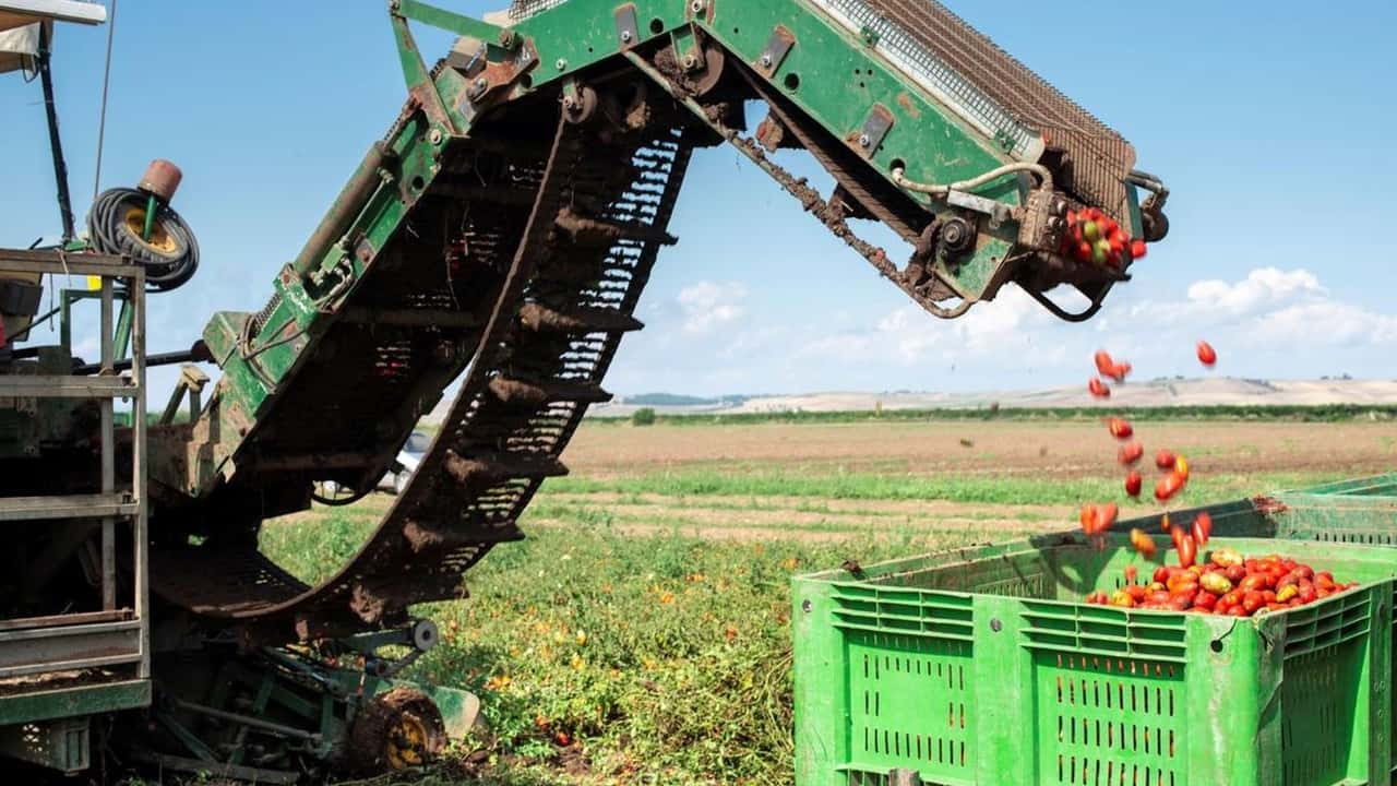 Industria del pomodoro: dazi USA e costi mettono a rischio