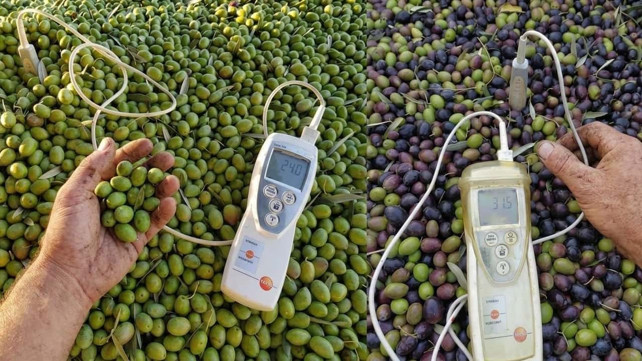 buccia-verde-ma-polpa-matura-raccogli-subito