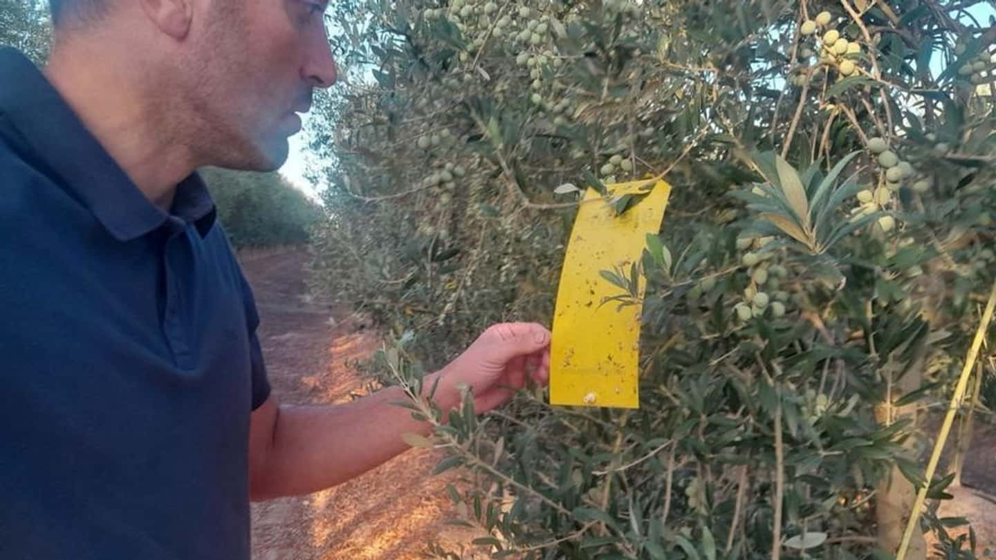 Mosca delle olive, difesa da calibrare sull'annata