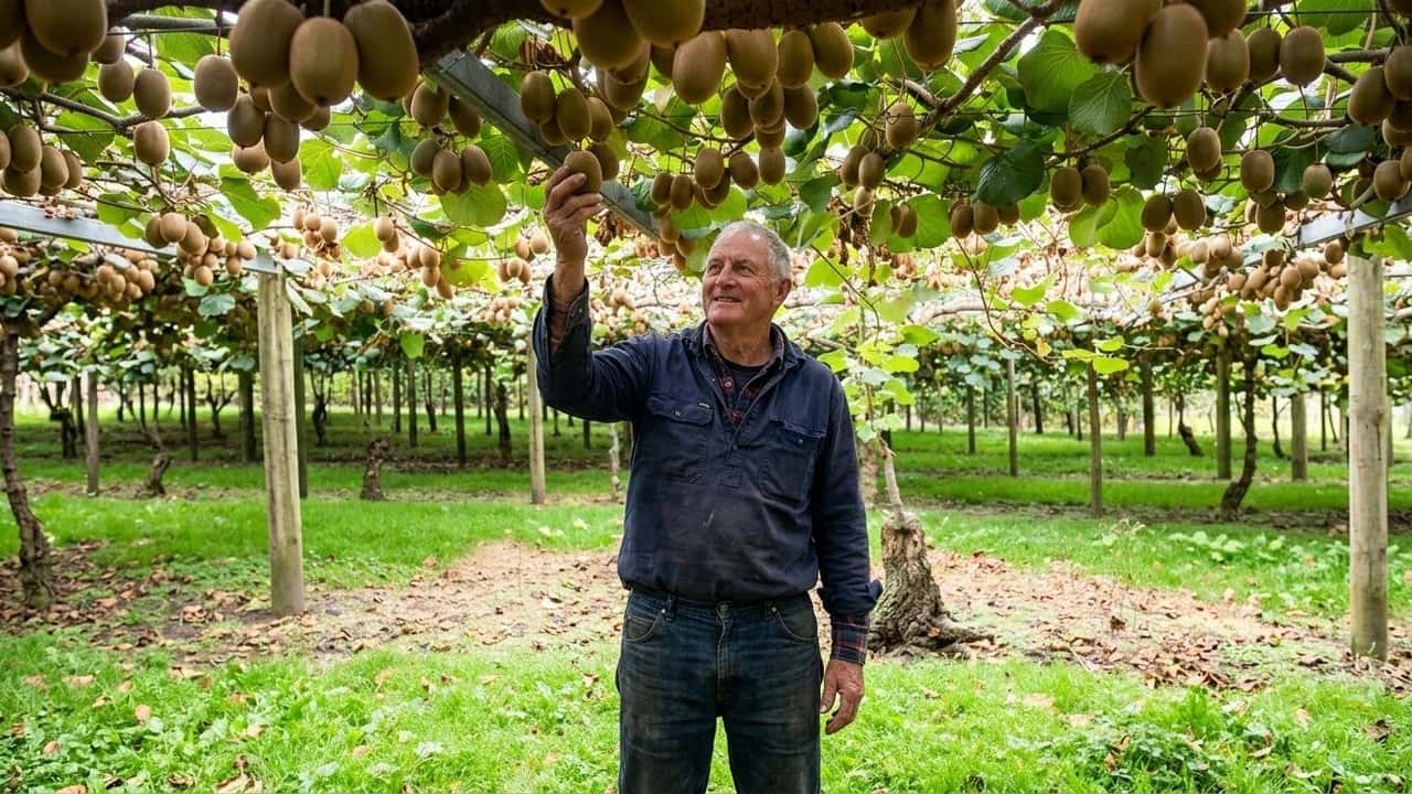 zespri-investe-batteri-alleati-per-ridurre-il-rame-nel-kiwi