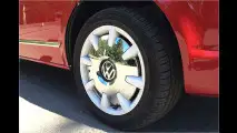 Auf der Suche nach den Bulli-Genen