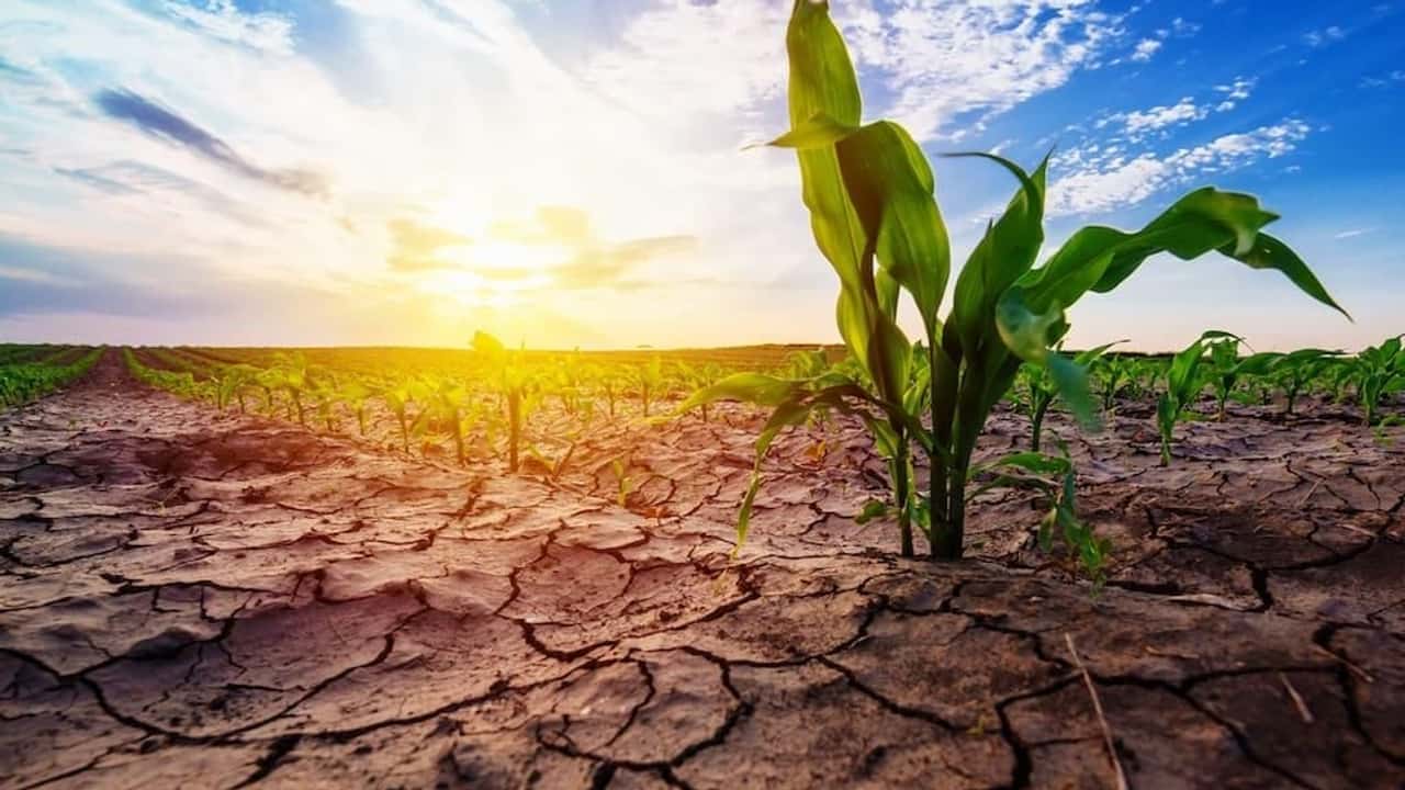 Siccità, emergenza al Sud dimezzate rese agricole
