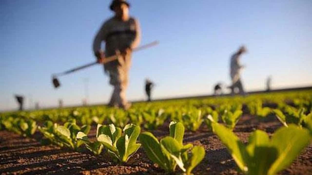 NASpI 2025: nuove regole anche per gli operai agricoli – ecco cosa cambia