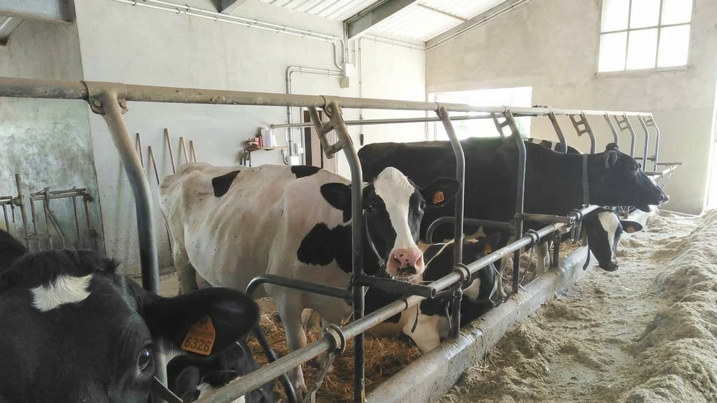 Stalle a posta fissa, il nodo emerso in Veneto