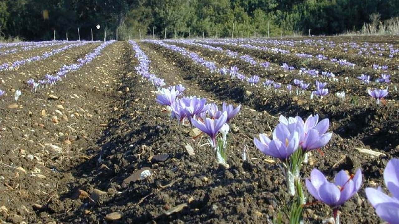 
Coltivare zafferano in Italia è redditizio e possibile ovunque. Scopri tecniche, vantaggi economici e operazioni colturali passo dopo passo