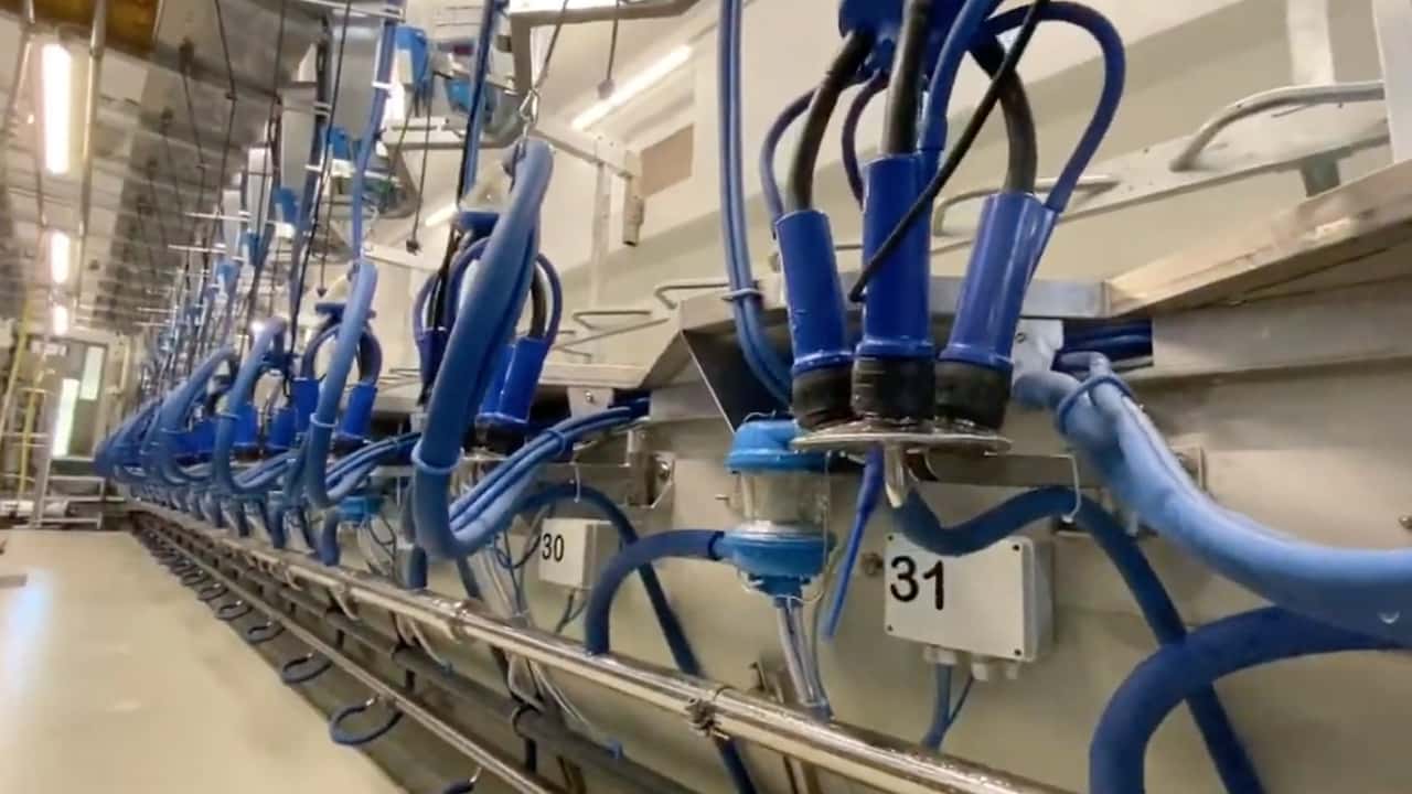 Uso dell’intelligenza artificiale per mungitura, benessere delle bovine e manutenzione predittiva in stalla