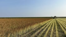 La quinoa si coltiva già su 450 ettari in Italia con PLV da 3.000 euro/ha: nel 2027 può diventare una scelta strategica per diversificare il reddito.