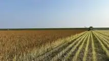La quinoa si coltiva già su 450 ettari in Italia con PLV da 3.000 euro/ha: nel 2027 può diventare una scelta strategica per diversificare il reddito.