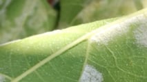 Guida alla lettura dei bollettini fitosanitari per peronospora e oidio, collegando rischio, stadio fenologico e strategie di difesa in vigneto