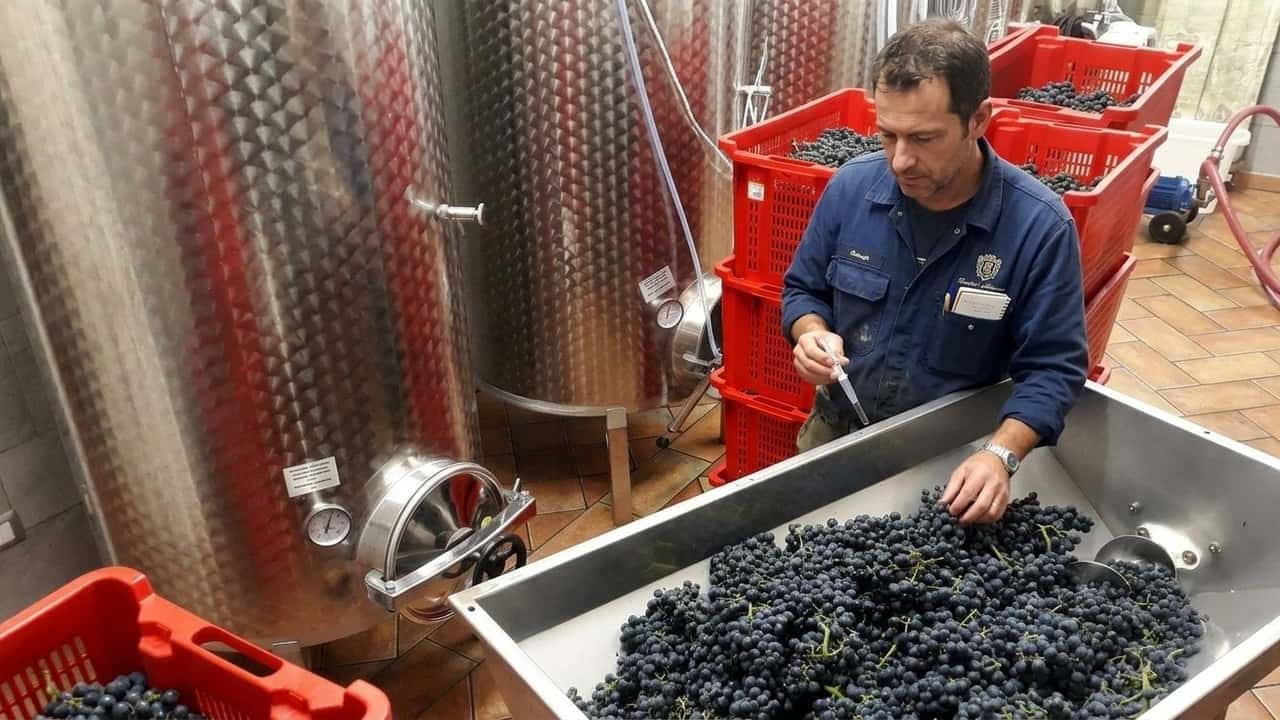 vendemmia-2026-serbatoi-pieni-42-6-milioni-di-ettolitri