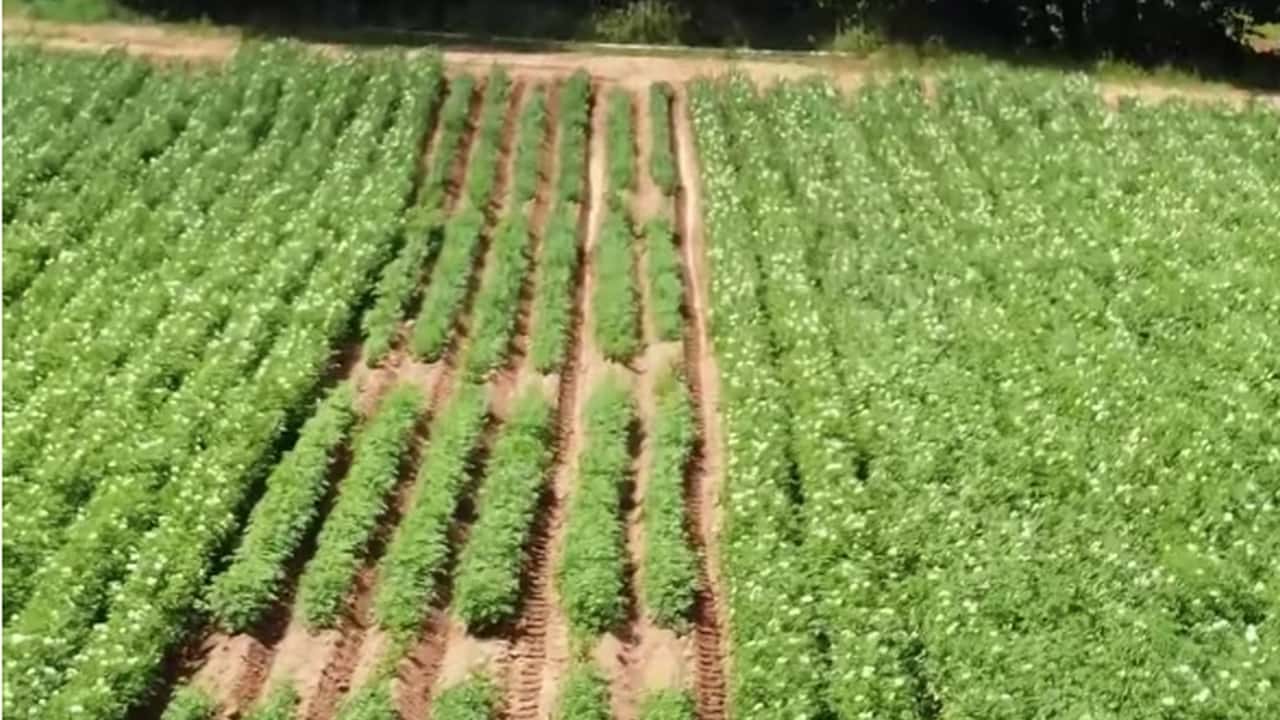 Pacchetto Omnibus e biocontrollo: cosa cambia davvero in campo?
