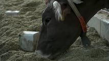 Bando benessere animale 2026: quando presentare domanda e cosa preparare