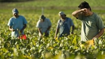 Cisoa caldo 2026: cassa integrazione agricola anche per gli Otd