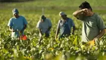 Cisoa caldo 2026: cassa integrazione agricola anche per gli Otd