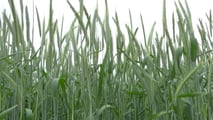 Criteri tecnici per confrontare gli ibridi di segale in funzione di foraggio, biogas o granella e della meccanizzazione disponibile in azienda