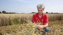 Quando conviene davvero pressare la paglia di orzo ad agosto nel 2026