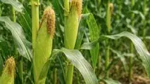 Come integrare biostimolanti e inoculi nel mais da insilato?