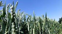 Come costruire un programma fungicida stay green sul frumento nel 2026?