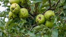 Gestione aggiornata dei trattamenti post grandinata tra rame, biocontrollo, tecnologie di precisione e requisiti documentali per disciplinari e controlli PAC