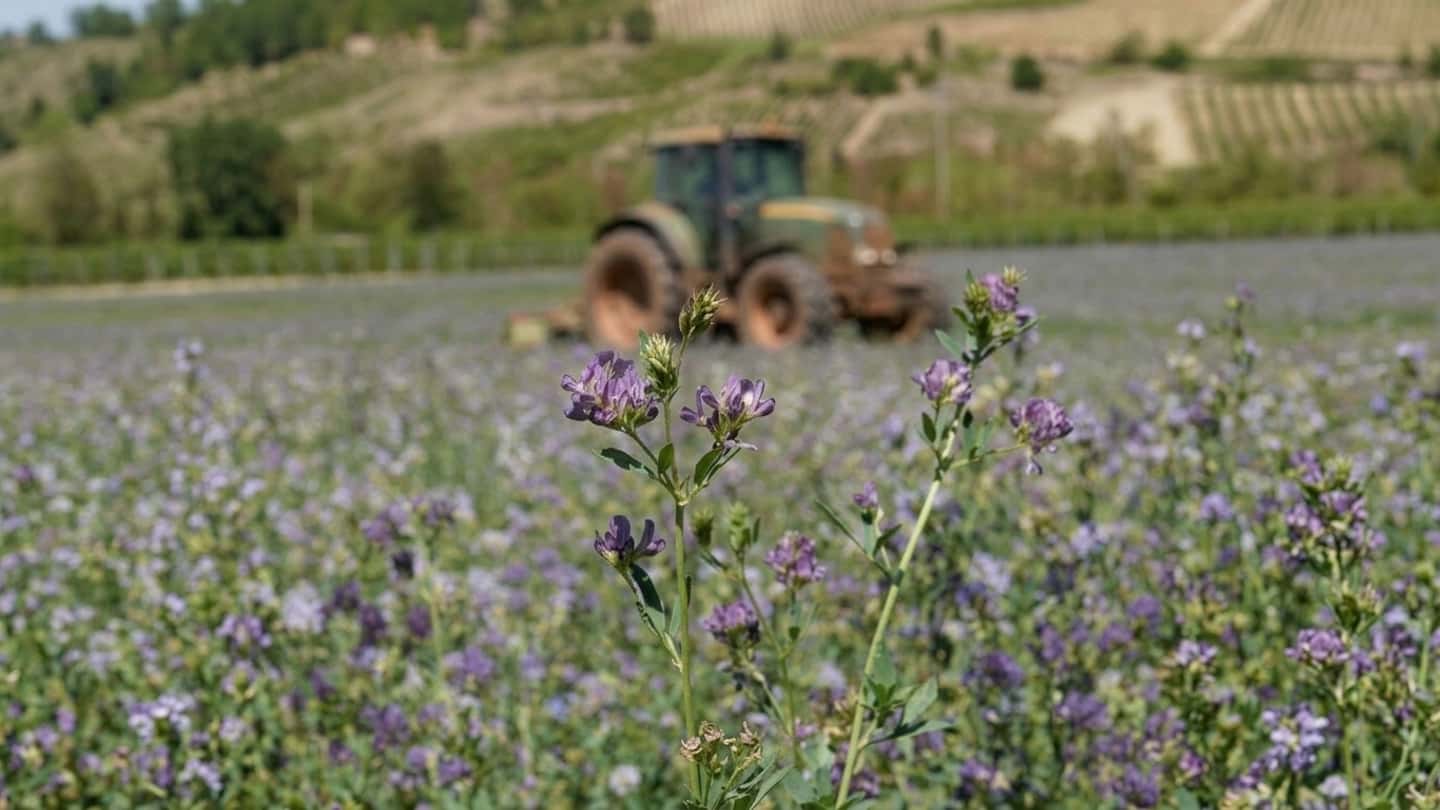 Erba medica 2026, prezzo del seme e ricadute sulla filiera