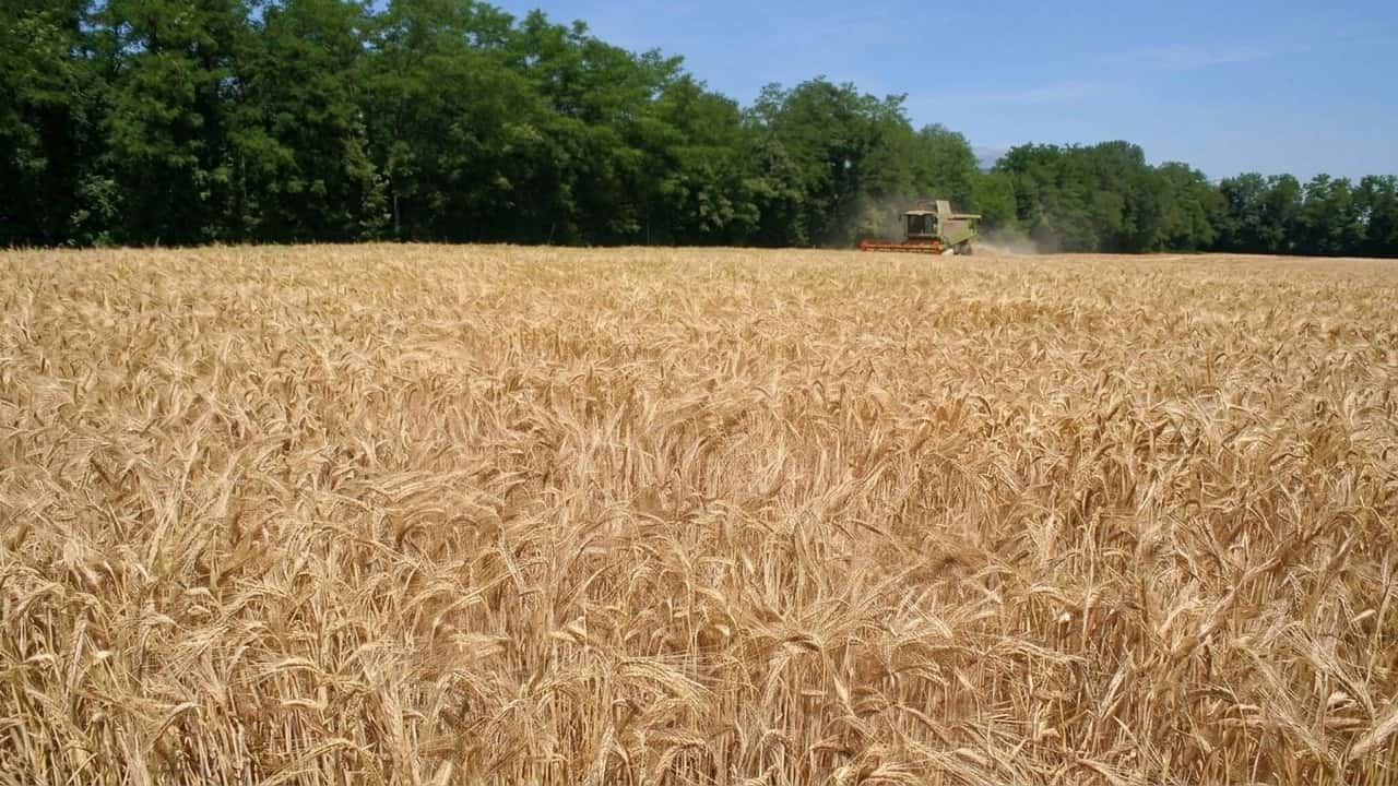 orzo-zootecnico-tracciato-27-aziende-modenesi-su-459-ettari