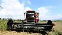 Canapa: la coltura alternativa per il 2023