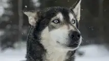 2017 SEAT Leon Cupra ST races sled pulled by huskies
