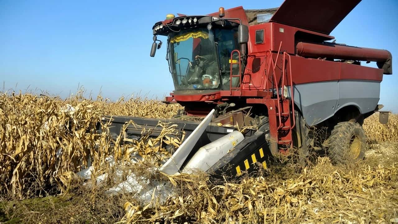 aflatossine-mais-sano-vale-oro-laltro-finisce-al-biogas