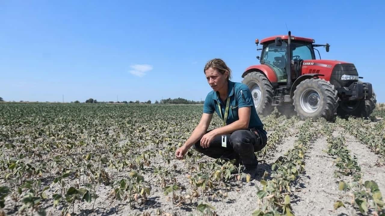Caldo e prezzi crollano: ortofrutta lucana rischia danni ingenti