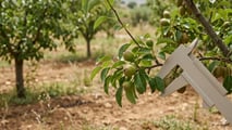 Cimice asiatica e caldo precoce: nuove finestre critiche per pero e kiwi