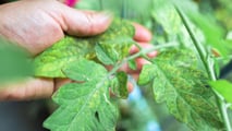 Peronospora della vite 2026: ASCENZA risponde al clima