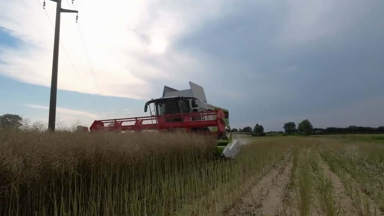 Colza e reddito aziendale: costi, ricavi e rischio nel 2026