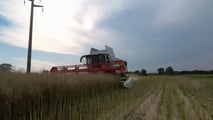 Colza e reddito aziendale: costi, ricavi e rischio nel 2026