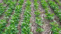 Potassio in soia 2026: strategie K-Mg per resa, noduli e stress
