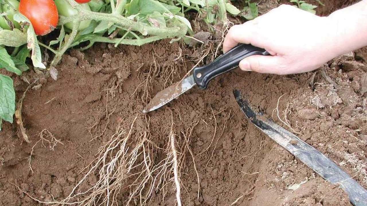 Piani radicali anti-stress per il trapianto del pomodoro da industria