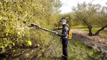 Raccolta olive 2026: la formazione sicurezza diventa obbligo