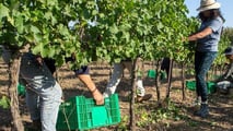 La riforma TFR 2026 non ha un regime dedicato per i contratti a termine: ecco le incertezze su stagionali, intermittenti e operai agricoli