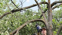 Strategie pratiche per contenere marciumi in frutteto in annate climatiche estreme
