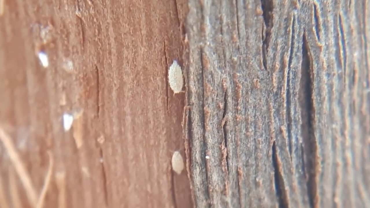 Aggiornamenti normativi, sostanze attive e strategie integrate per la difesa della vite dalle cocciniglie nel 2026,