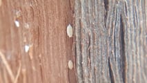 Aggiornamenti normativi, sostanze attive e strategie integrate per la difesa della vite dalle cocciniglie nel 2026,