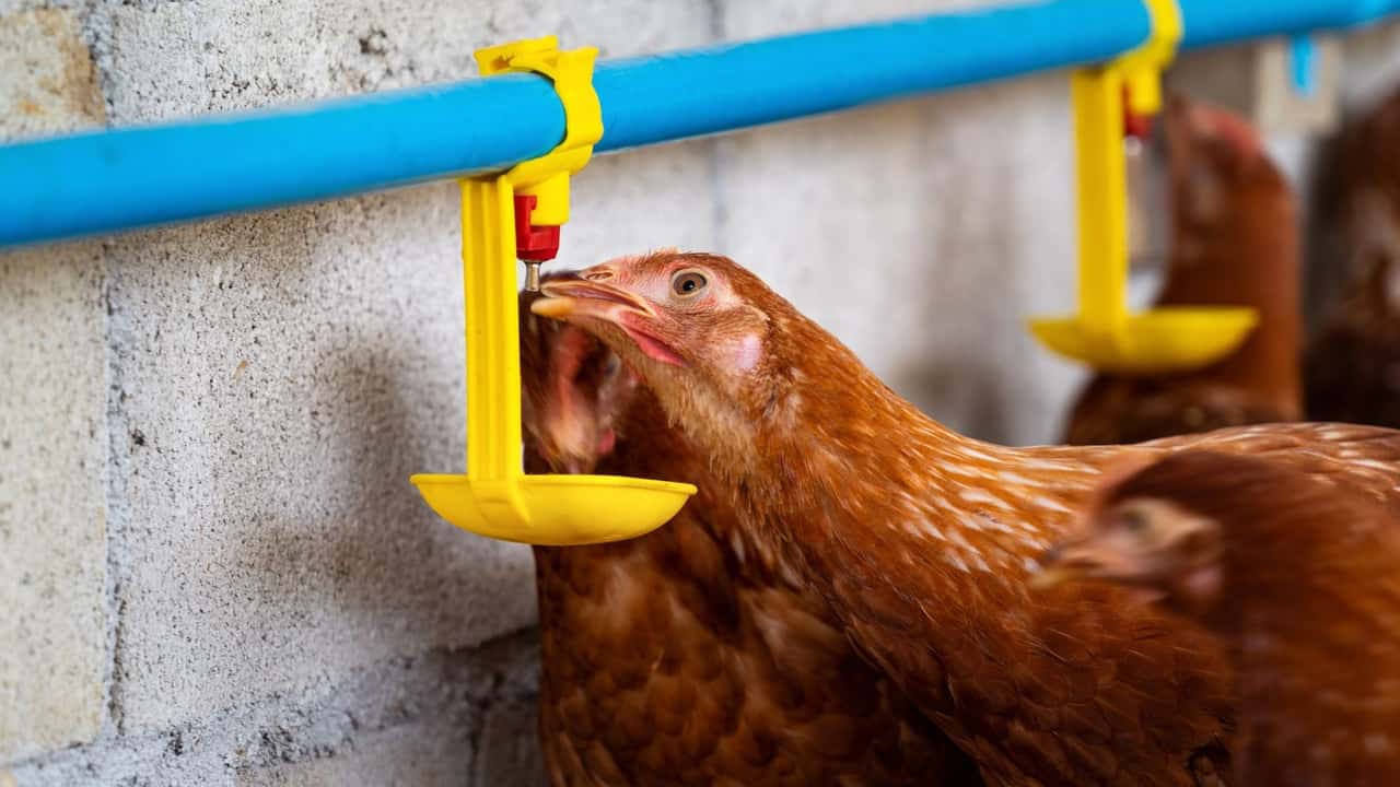 Soccida avicola: l’INPS conferma l’inquadramento agricolo anche nella versione “monetizzata”