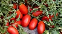 Pomodoro da industria Fantix di Syngenta