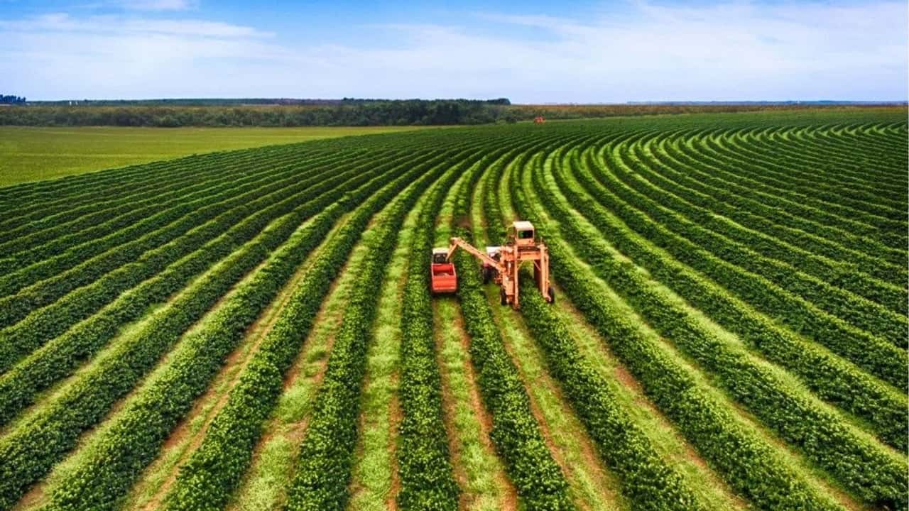 Aumento prezzi materie prime agricole: previsioni 2025