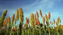 Foto - Seminart: la raccolta del sorgo Toretto seminato da Giulia