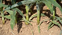 Quali ibridi di mais a taglia bassa hanno più senso per zootecnia e biogas