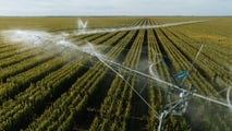 Ibridi di mais a taglia bassa e gestione irrigua, dall’architettura radicale alla programmazione di turni e volumi con fertirrigazione e sensori di campo