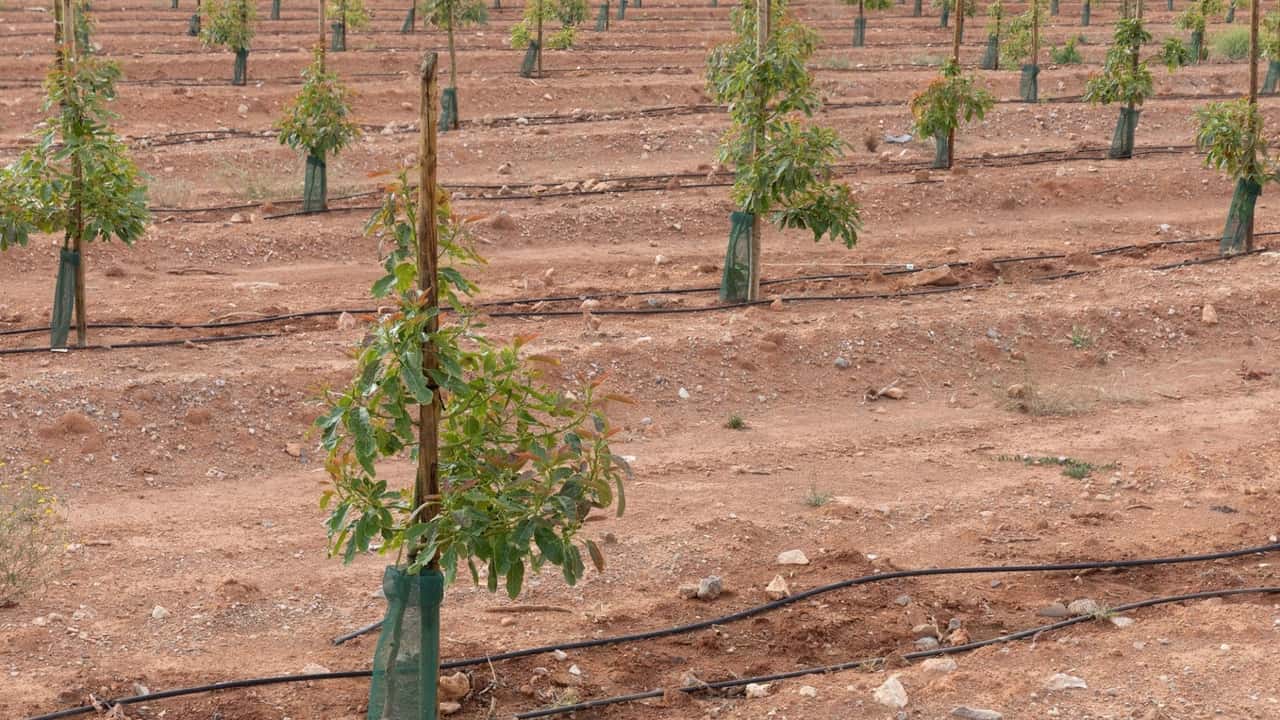 L'avocado made in Italy cresce: 1.200 ettari coltivati, prezzi a 6 euro al chilo e domanda interna che non smette di salire. Ecco lo stato del settore