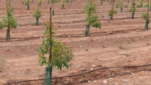 L'avocado made in Italy cresce: 1.200 ettari coltivati, prezzi a 6 euro al chilo e domanda interna che non smette di salire. Ecco lo stato del settore