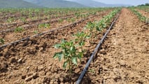 Pomodoro da industria 2026: scelta degli impianti microirrigui giusti
